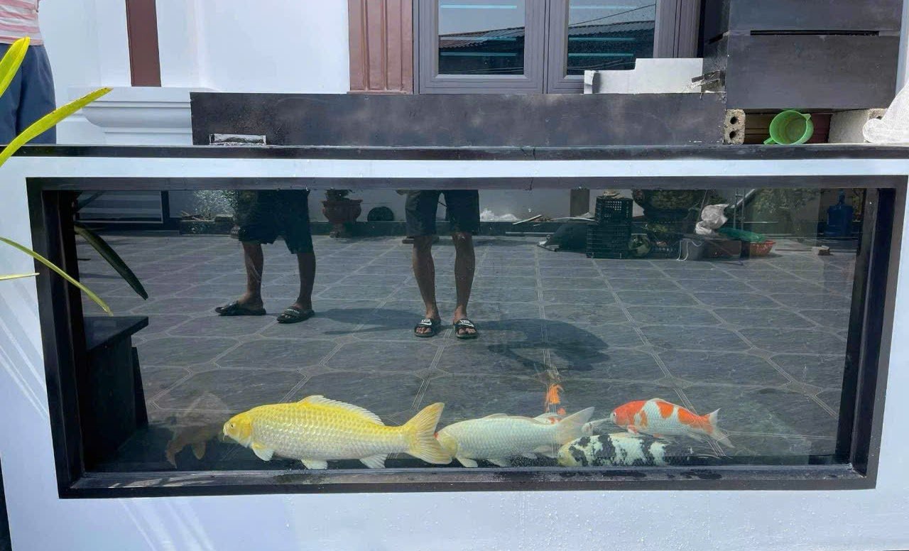 Bể Nuôi Koi Composite 2 Mặt Nhẵn - Giải Pháp Toàn Diện Cho Đam Mê Của Bạn 12 Bể Nuôi Koi Composite 2 Mặt Nhẵn - Giải Pháp Toàn Diện Cho Đam Mê Của Bạn