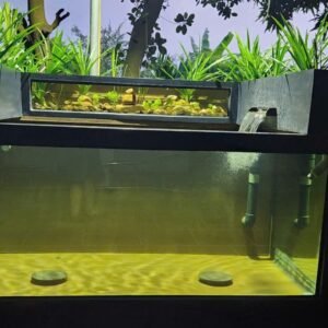 Bể Nuôi Koi Composite 2 Mặt Nhẵn - Giải Pháp Toàn Diện Cho Đam Mê Của Bạn 4 Untitled 6 1