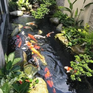 Hồ Cá Koi Phong Cách Hiện Đại