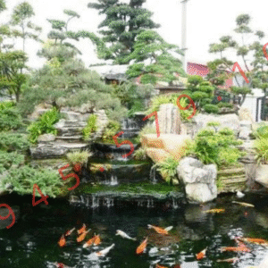 Bể Cá Koi Sân Vườn Tại Nghệ An