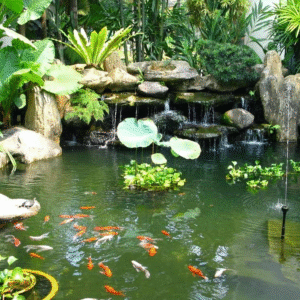 Hồ Cá Koi Phong Cách Tự Nhiên